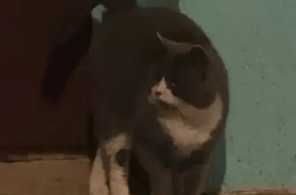 Найдена кошка, Йошкар-Ола, фото: Кошка найдена: Звёздная ул., 14А, Йошкар-Ола