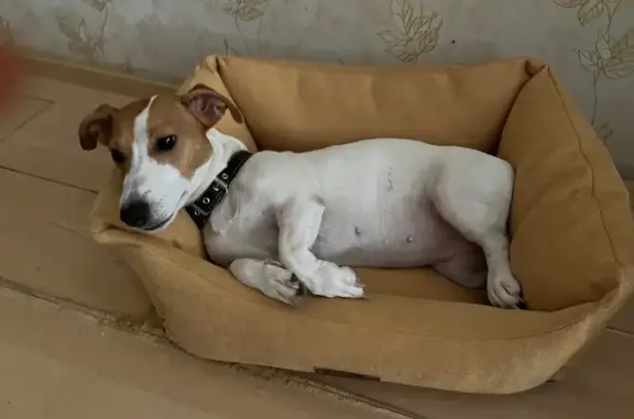 Пропала собака, Санкт-Петербург