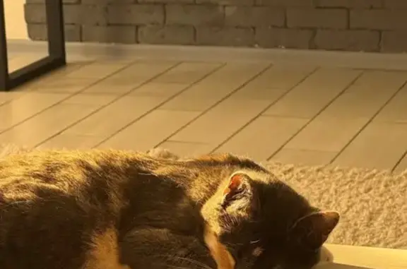 Кошки потеряшки, Раевская, фото: Потеряшка кошка, Цветочный пер. 5Б, Раевская