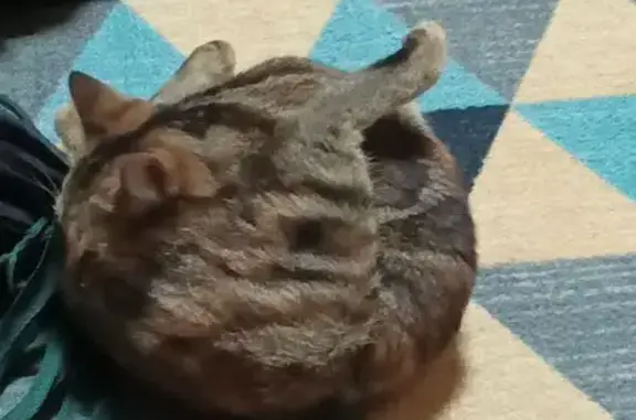 Найдена кошка, Мончегорск, фото: Кошка найдена: Ленинградская наб., Мончегорск