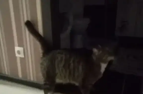 Найдена кошка, Рославль, фото: Кошка найдена у дома 16, Рославль