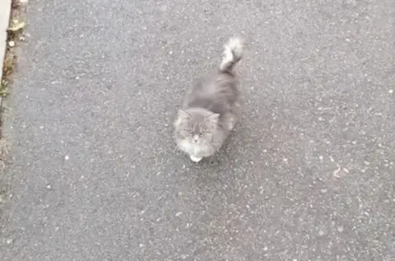 Кошка найдена в Туле, мкр. Петровский