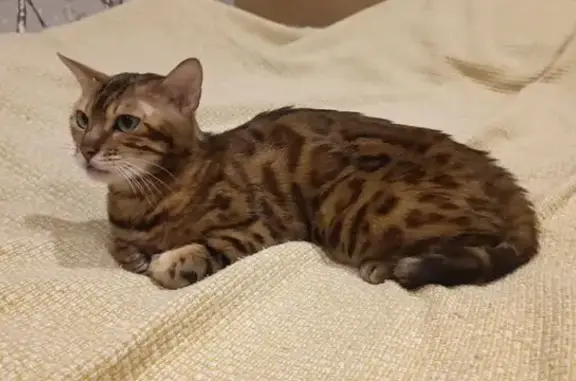 Найдена кошка, Екатеринбург, фото: Кошка найдена: ул. Бебеля, 154, Екатеринбург