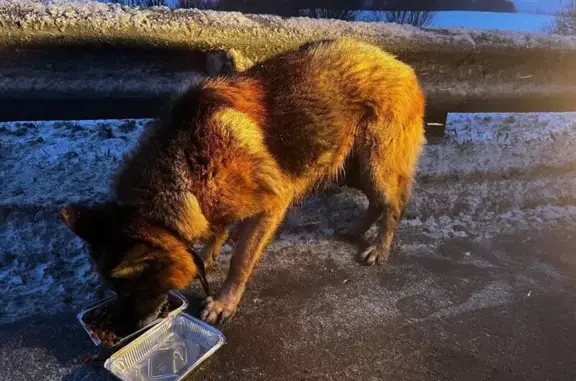 Найдена собака, Вологодский ра...
