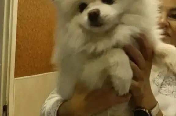 Найдена собака, Мурманск