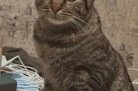 Пропала кошка, Тверь