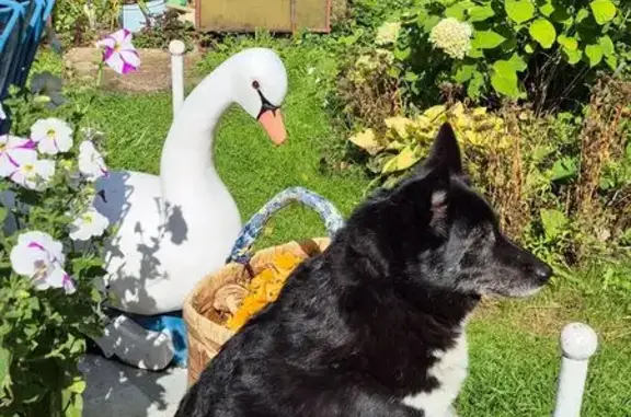 Пропала собака, Вологда