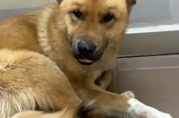 Найдена собака, Казань