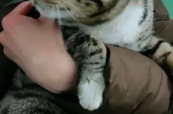 Найдена кошка, Тюмень, фото: Кошка найдена: Ялуторовская 29, Тюмень