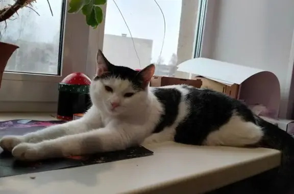 Пропала кошка, Чебоксары