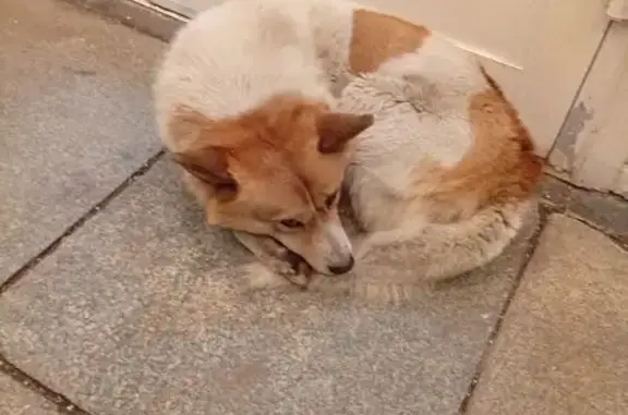 Найдена собака, Москва