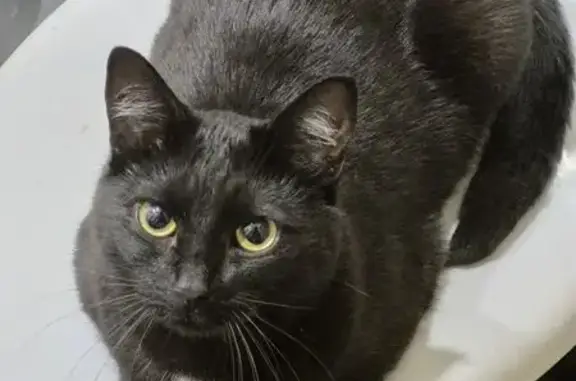 Кошки потеряшки, Мурманск, фото: Потеряшка кошка Мотя, ул. Ушакова 8