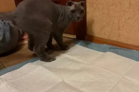 Найденные животные Ростов-на-Дону, фото: Кошка найдена: ул. Добровольского, 15, РнД