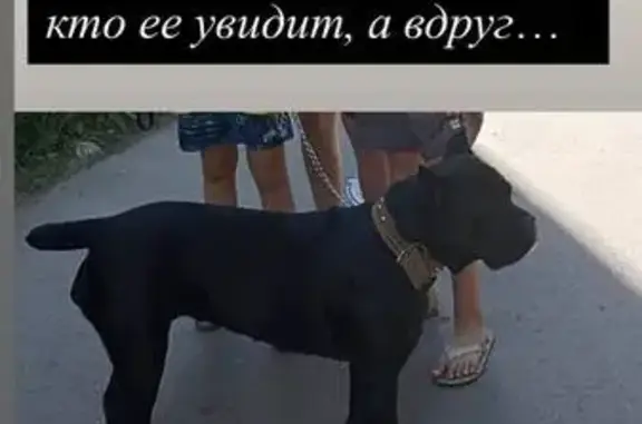 Пропала собака, Калининград