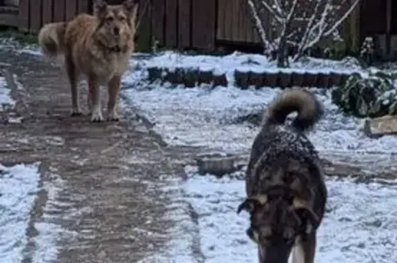 Собаки потеряшки, Солнечногорск, фото: Потеряшка собака, Солнечногорск