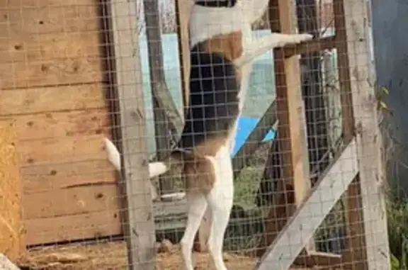 Пропала собака, Сатино