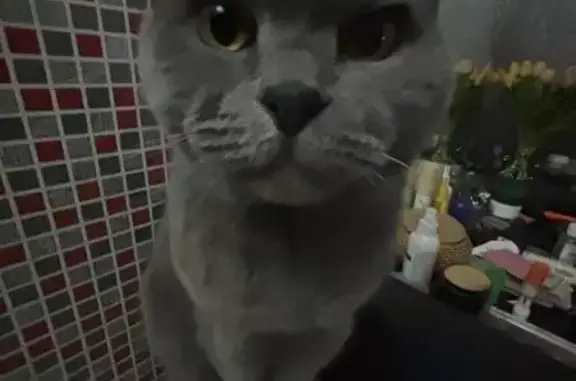 Пропала кошка, Свердловская 37, Ростов