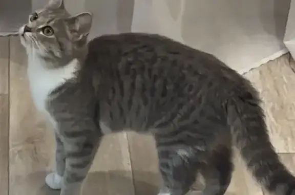 Кошки потеряшки, Ногинск, фото: Потеряшка кошка, Ногинск