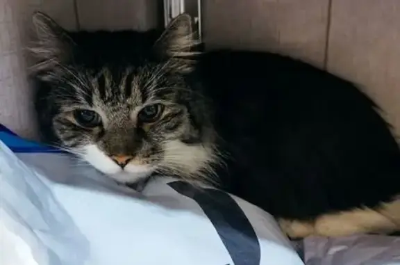 Найденные животные Мурманск, фото: Кошка найдена, Ледокольный проезд, 9