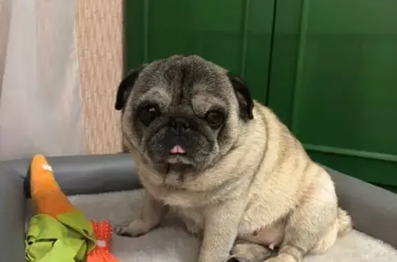 Найдена собака, Санкт-Петербург, фото: Собака найдена: Северный пр., 73 к4, СПб