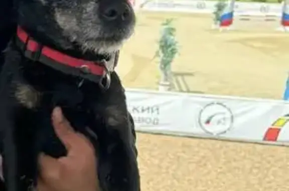 Пропала собака, Краснодар