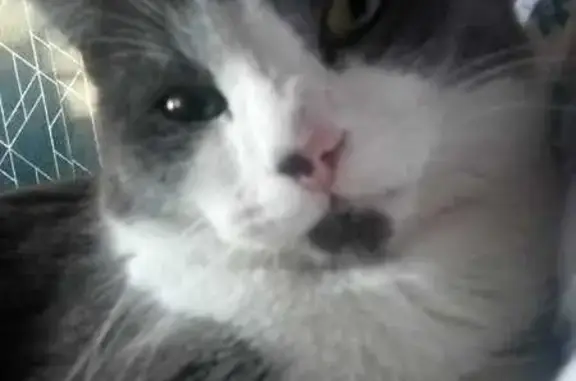 Найдена кошка, Новоалтайск, фото: Найдена кошка, 213 ПК9, Новоалтайск