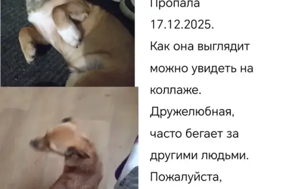 Пропала собака, Московское