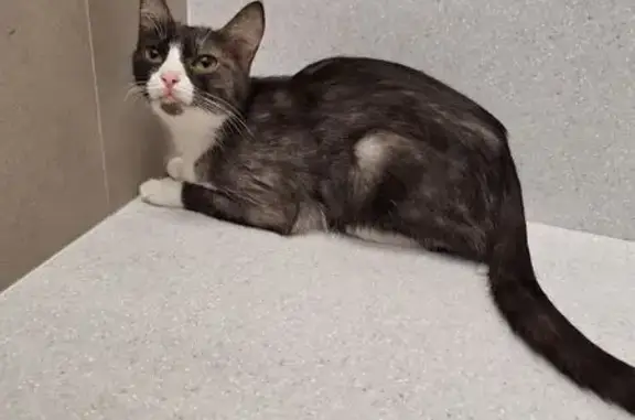 Найдена кошка, Тюмень, фото: Кошка найдена на ул. Мельникайте, Тюмень