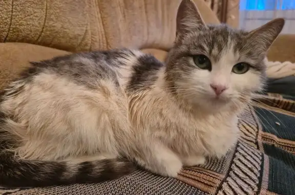 Найдена кошка, Брянск, фото: Кошка найдена на Вяземского, 19, Брянск