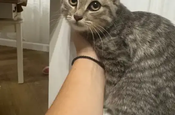 Пропала кошка Кира, Лесная ул., Воронеж