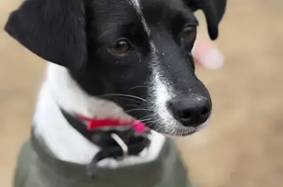 Пропала собака, Егорьевск