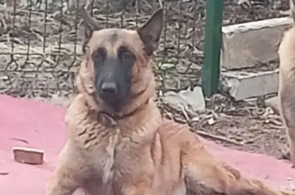 Пропала собака, Выльгорт