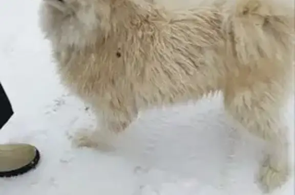Пропал щенок самоеда в Афонино