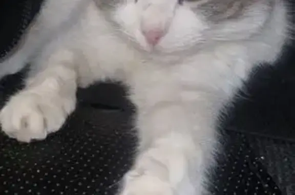 Найденные животные Ростов-на-Дону, фото: Кошка найдена, ул. Сарьяна, 93, Ростов