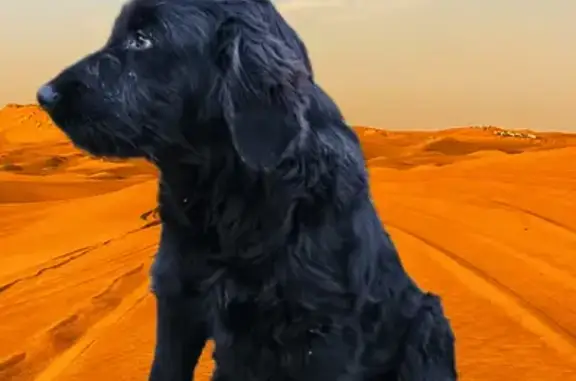 Пропала собака, Марьянская