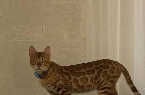 Пропала кошка, ул. Горького 57, Курганинск