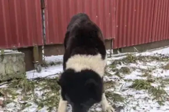 Найдена собака, Аннино, фото: Найдена собака в Аннино, Ленобласть