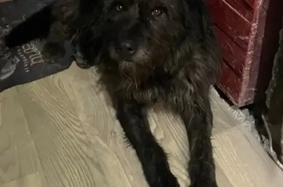 Пропала собака, Супонево, Брянск