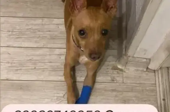 Пропала собака, Краснодар