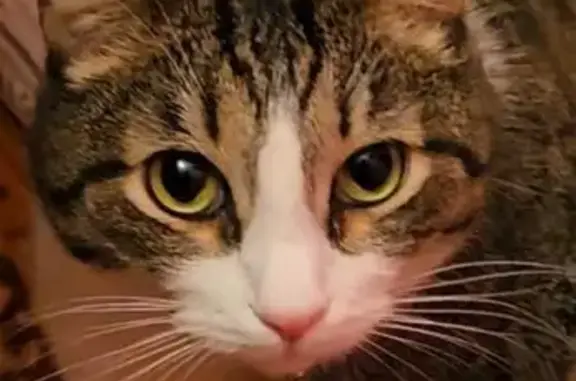 Пропала кошка, Новоглаголево