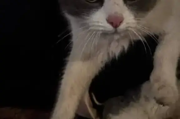 Найдена кошка, Нижний Новгород, фото: Кошка найдена на Дьяконова, 34, Н. Новгород