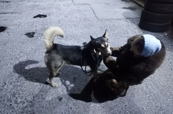 Найденные животные Воронеж, фото: Найдена собака, ул. 10 квартал, Воронеж