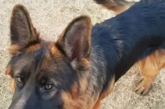 Пропала овчарка, Бобруйская 77, Астрахань