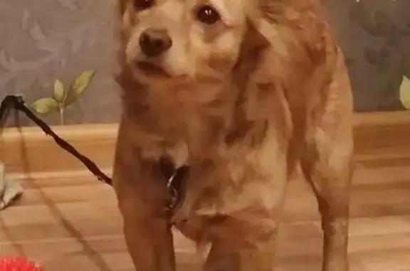 Пропала собака, ул. Тюленина 15, Прокопьевск