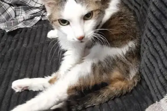 Кошки потеряшки, Челябинск, фото: Потеряшка кошка, Челябинск, Чел. обл.