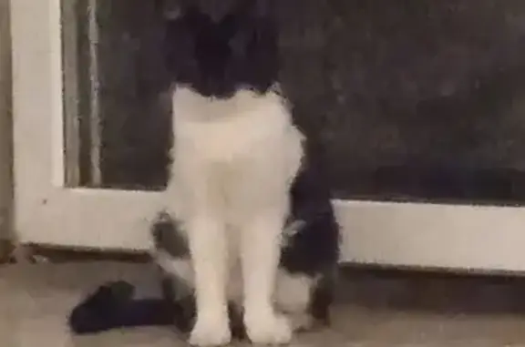 Пропала кошка, Родниковский пер., 13