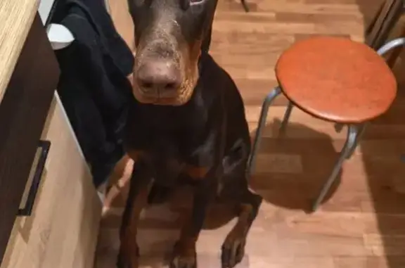 Собаки потеряшки, Кола, фото: Потеряшка собака в Серебрянке, Кола