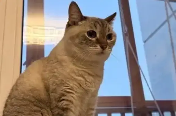 Кошки потеряшки, Челябинск, фото: Потеряшка кошка, ул. Чичерина 43, Челябинск