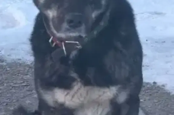 Пропала собака, ул. Осиповка, 61, Хабаровск