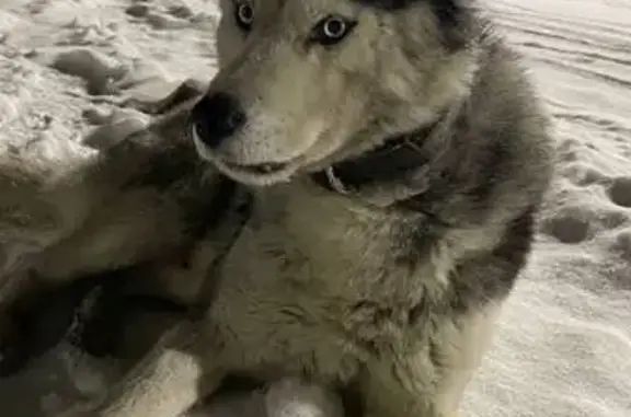 Найдена собака, Екатеринбург, фото: Найдена хаски, 7-я Самородная, 8, Екб